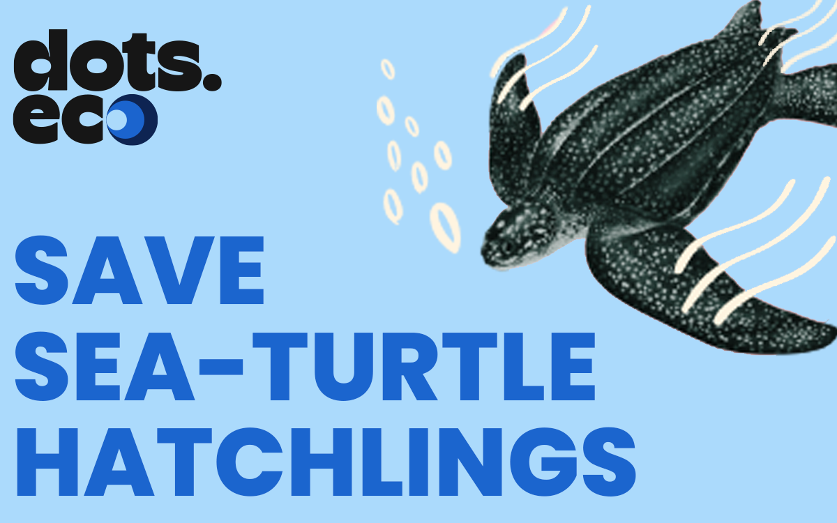 Dots.eco - Save a Sea-Turtle Hatchling Gift Card available in United States with options of $5.0, $10.0, $20.0. Perfect for shopping and gifts. Sea turtles have a key role in their ecosystem. We...